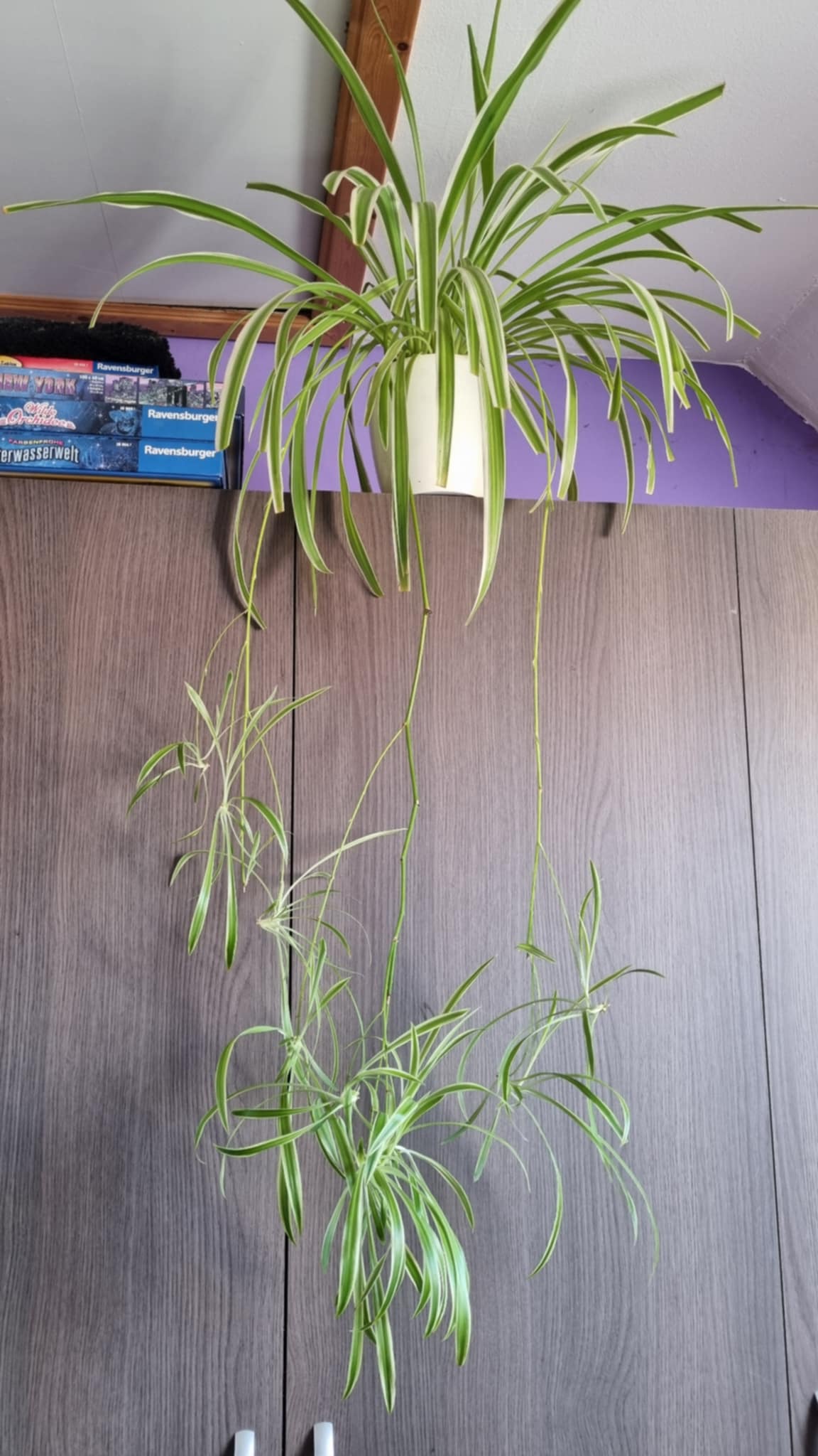 Spider Plant